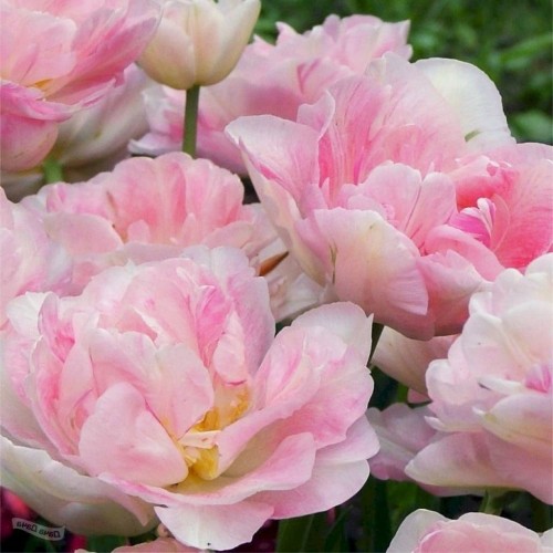Tulipa 'Angelique' - Tulp 'Angelique'
